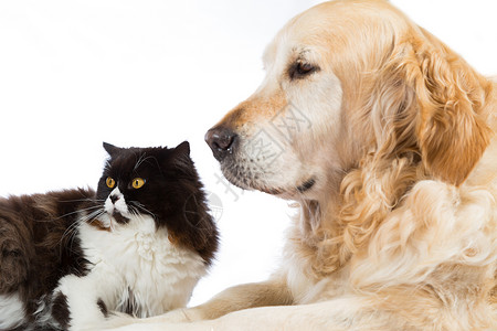 一只金毛狗和一只可爱的猫咪背景图片
