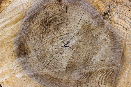 一种老化以天然背景或质地为天然底料或纹理的砍伐树表面有条纹的背景图片