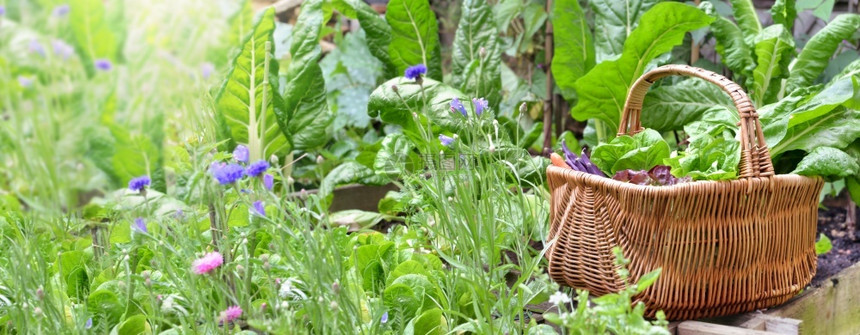 户外收成绿色柳条篮中的新鲜蔬菜在园里的绿叶和鲜花中柳条篮的新鲜蔬菜在花园里收获图片