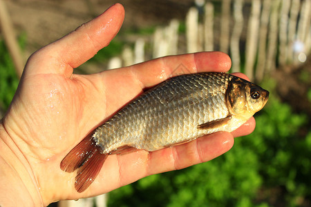 普鲁士银鲤食物手掌中的普鲁士鲤鱼抓住了人手上的普鲁士自然美味背景