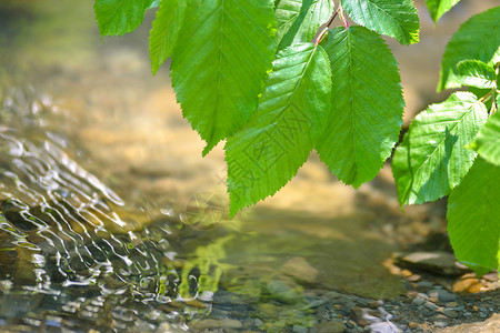绿色结晶的新鲜树叶挂在晶流水上生长图片