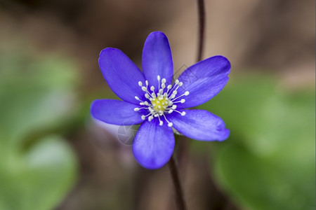 紫花色有小瓣园开植物图片