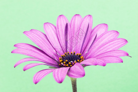 绿色背景的紫花朵瓣的美丽图片