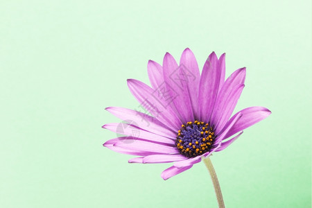 一种草绿色背景的紫花朵束图片