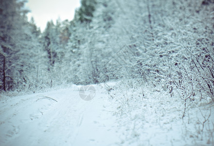 冬季景点采雪林的树枝冷冻仙境白色的图片