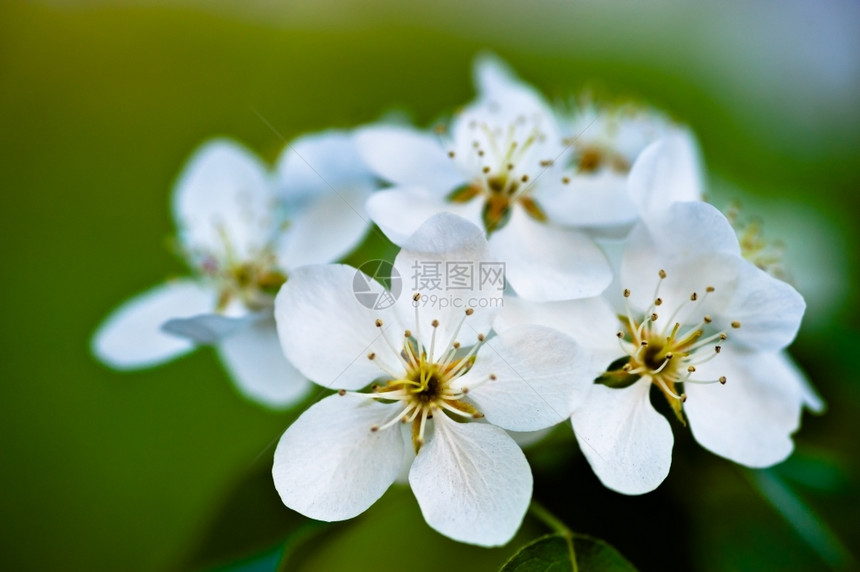 盛开夏天花朵苹果树绿色叶上白花棕树绿叶背景图片