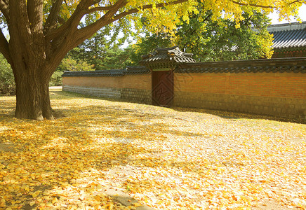 秋天后院地上的银杏叶图片