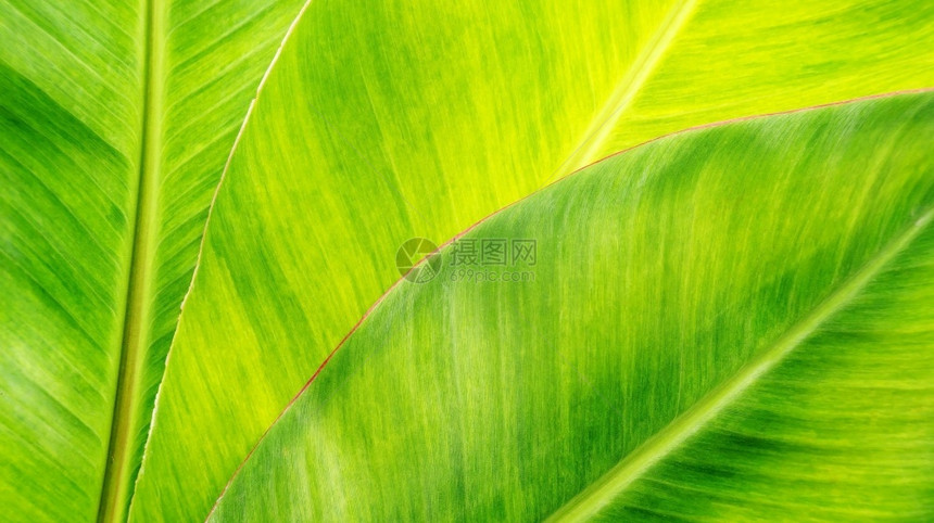 绿香蕉叶背景说明健康一种有机的图片