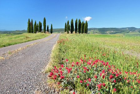 意大利托斯卡纳农村公路沿线的Cypress树农场橄榄柏图片