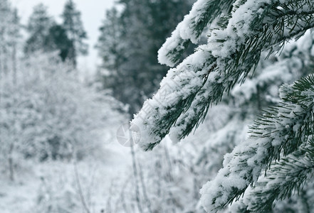 自然pruce冬季景点采雪林的树枝森图片