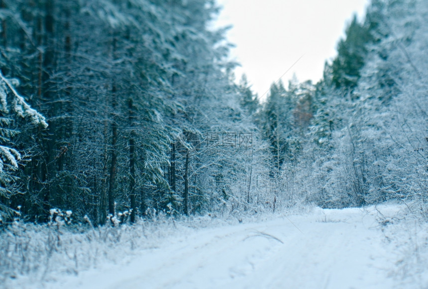 分支机构冬季景点采雪林的树枝旅行木图片