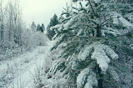 冷冻户外冬季景点采雪林的树枝旅行图片