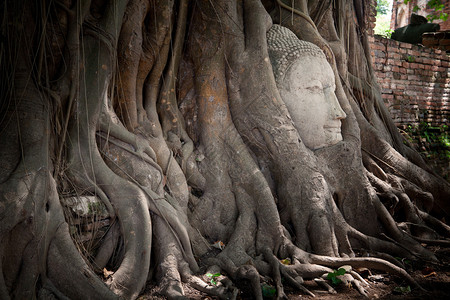 泰国马哈特WatMahath的树根中砂石佛之首地标脸教徒图片