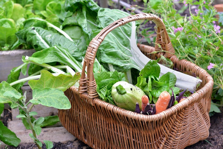 柳条菜园中树枝篮子收割的新鲜蔬菜成熟食物图片