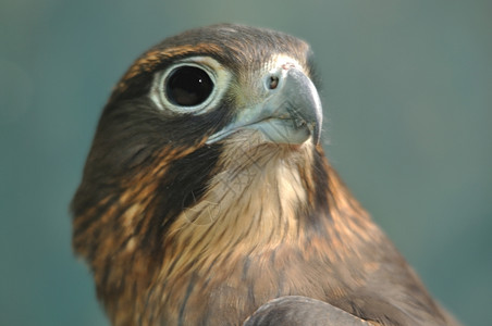 新大陆的未成熟雌新西兰猎鹰Falconovaeseelandiae羽毛背景图片