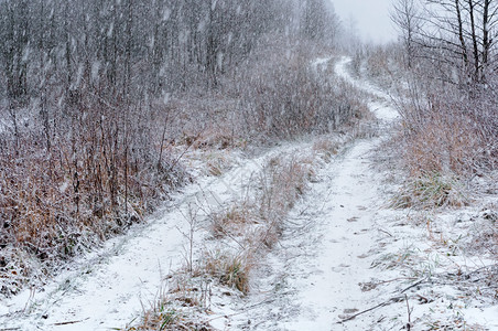 假期降雪木头在森林里下雪以的形式降水以雪的形式降水在森林里正下雪图片