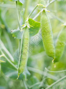 收获前的种子豆匹萨米沙比维姆豆荚季节贝图图片