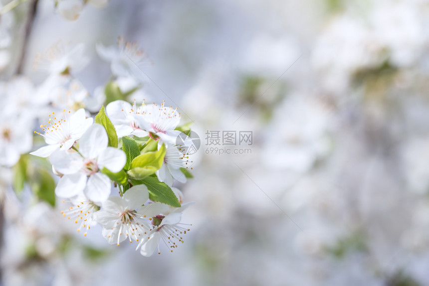 阳光保护背景与苹果树枝白色去除选择焦点背景与苹果树枝白色水图片