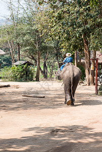 林业大象和年轻的麻胡大象要去泰国兰邦的大象保护中心参加训练班大象保护中心背部厚皮动物图片