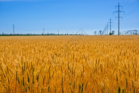 夏季万里无云的蓝天金色麦田和电源线金色的麦田和电源线乡村的农业力量图片
