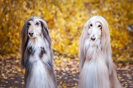 阿富汗猎犬秋季的落叶和美景背景