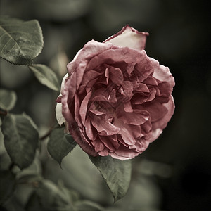 母亲园艺情人节花中的粉红玫瑰花朵图片
