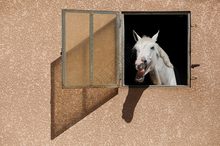 鬃毛户外运动在马棚带着头领笑的白马背景图片