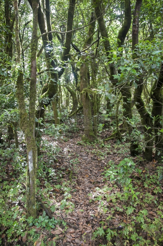 树木加那利群岛的戈梅拉森林木头环境图片
