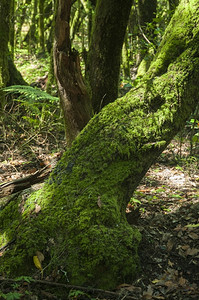 自然户外郁葱加那利群岛的戈梅拉森林图片
