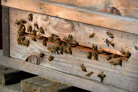 蜂到达巢开花夏天忙碌的图片