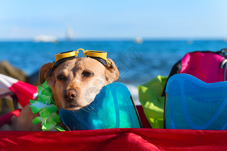 沙滩上玩耍的狗狗图片