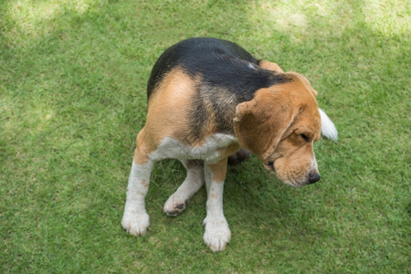 Beagle狗抓草A跳蚤肖像疾病图片