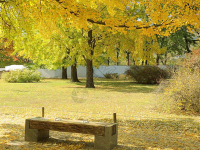 在一个华丽的秋天公园里座位十月叶子图片