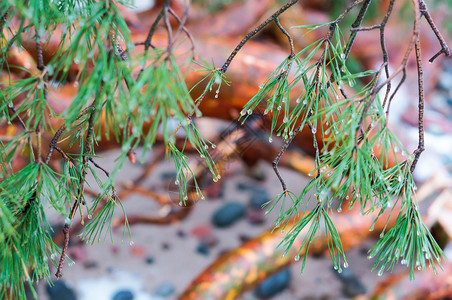 松树户外冷杉枝上的雨滴后冷杉树枝雨后的冷杉树枝上的雨滴植物群图片