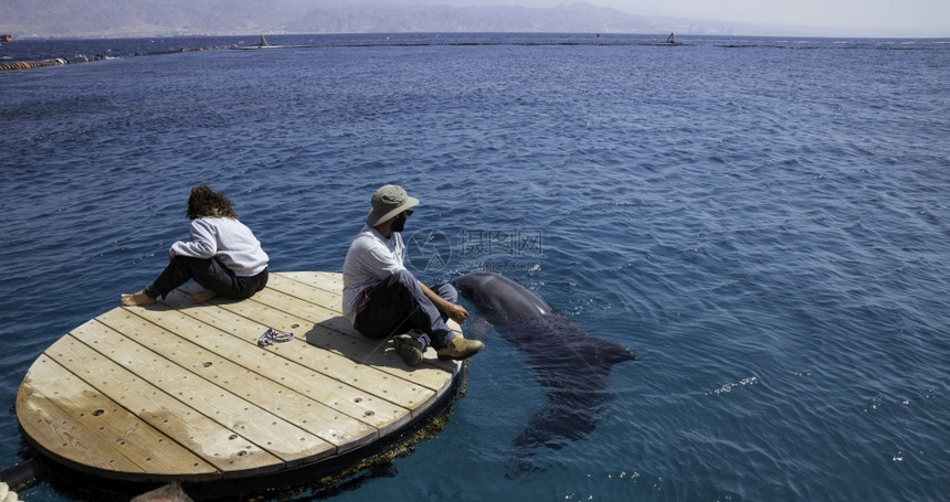 饲养员喂养海豚图片