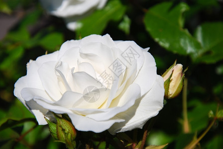 象征礼物美丽关闭一朵白玫瑰和花园里的鲜图片