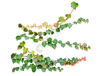 绿叶常春藤攀爬植物在白色背景和剪切路径上被隔离框架花园树叶图片