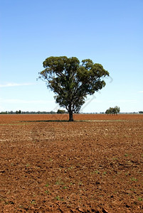 天培养的澳大利亚西南新威尔士州西新威尔士州一个农场的耕种田地畦图片