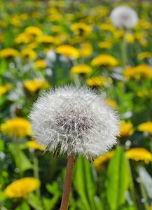 场地蒲公英野外自然寻找花朵的照片收割种子垂直拍摄的画面图片