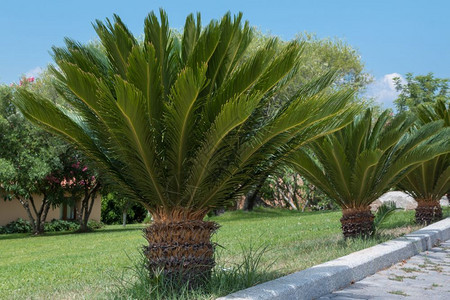 帕尔梅托植物学棕榈线绿小树花园图片