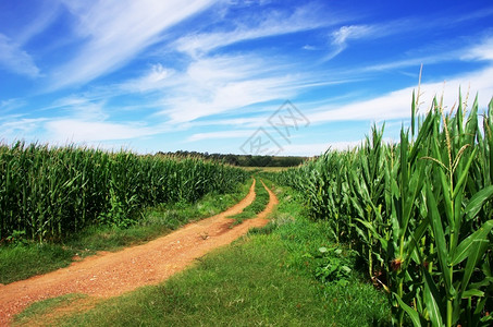 粮食葡萄牙南部的玉米田地景色场云图片