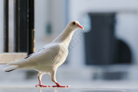 花园身体帕洛玛全白羽毛速度加快赛鸽站在户外背景图片