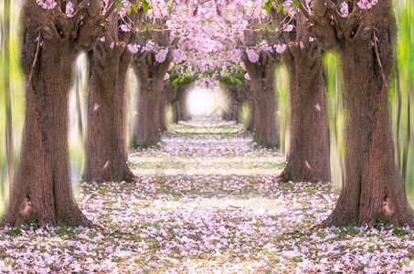樱桃塔贝布亚粉红花树的浪漫隧道粉小号树的浪漫隧道春天图片