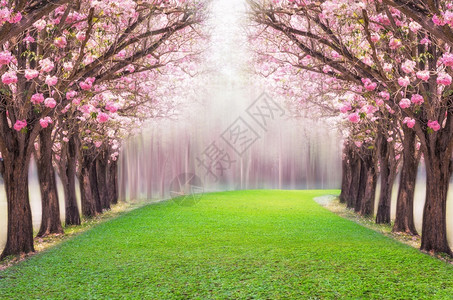 粉色的自然红花树浪漫隧道粉小号树的浪漫隧道丰富多彩的图片