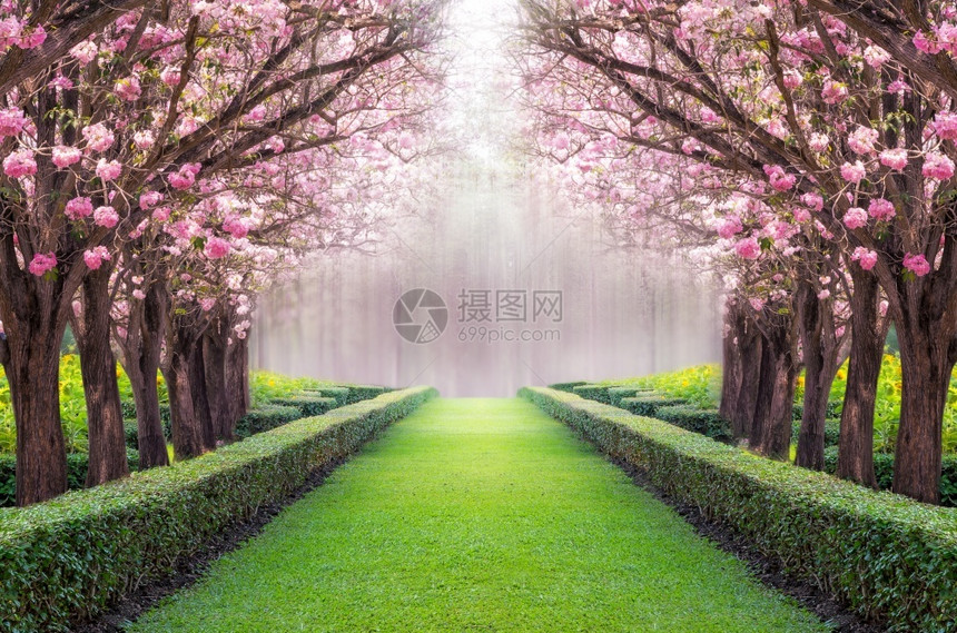 樱桃粉红花树的浪漫隧道粉小号树的浪漫隧道丰富多彩的路图片
