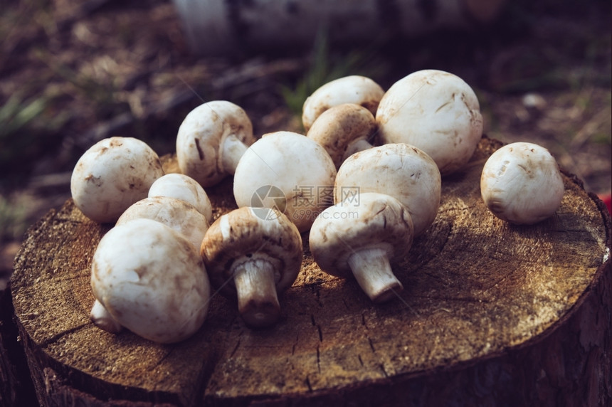 吃林子里的蘑菇堆积如树桩胶片过滤器蔬菜食物图片