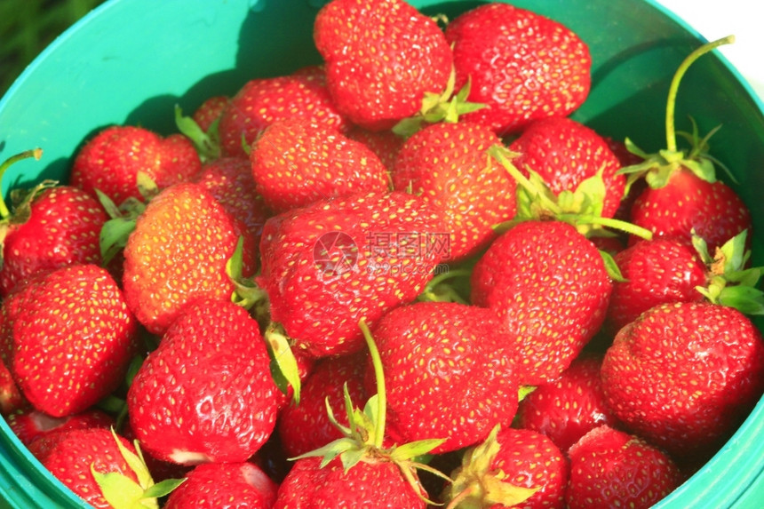 果酱一桶成熟的草莓一桶红成熟新鲜草莓颜色季节图片