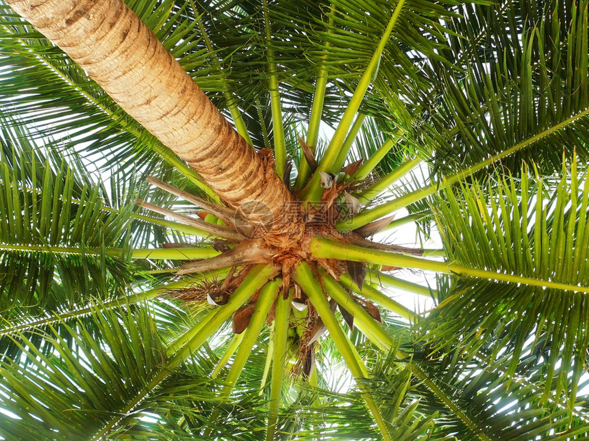 夏天棕榈树背景热带风叶木图片