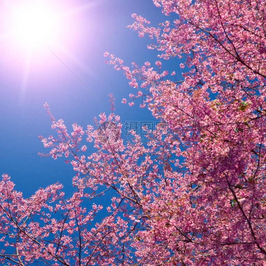 花的蓝天空背景上闪烁的樱花季节瓣图片