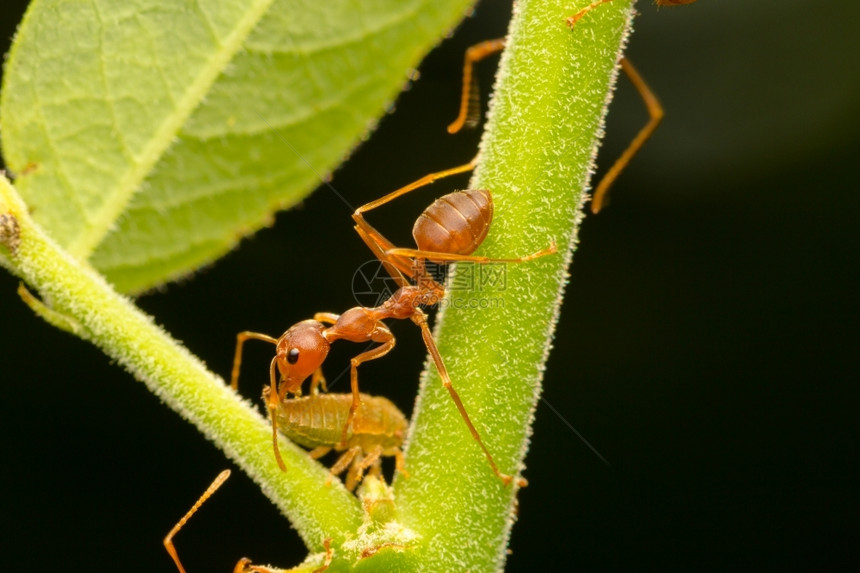 红色的红蚂蚁在树上筑巢区域将中的胚胎移到树上筑巢区域嵌套图片